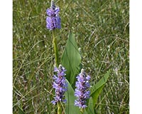 Pickerel Weed